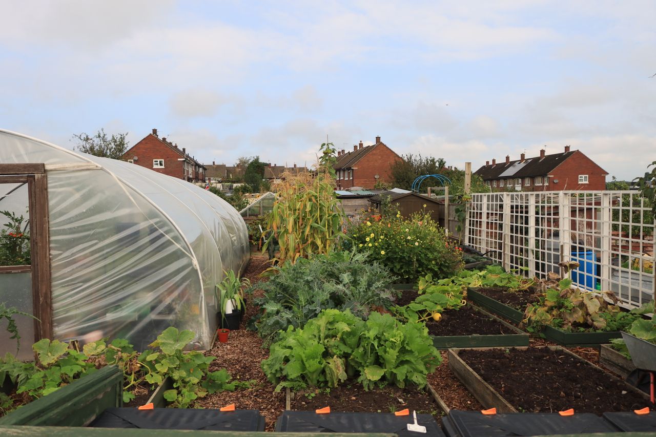 Community garden with vegetable beds, a polytunnel and houses in the background.