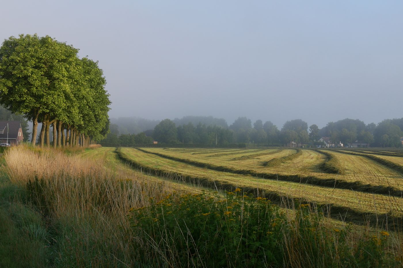 Een veld met rijen gemaaid gras, een begroeide rand en een bomenrij in de nevel.